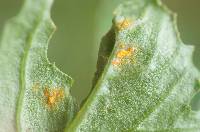 Coleosporium tussilaginis image