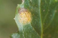 Puccinia lagenophorae image