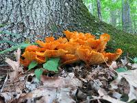 Omphalotus illudens image
