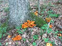 Omphalotus illudens image