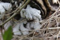 Schizophyllum commune image