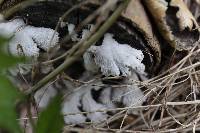 Schizophyllum commune image