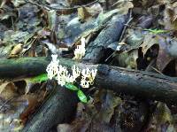 Artomyces pyxidatus image