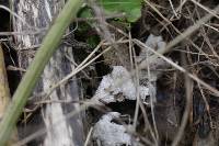 Schizophyllum commune image