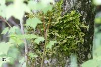 Lobaria pulmonaria image