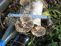 Trametes versicolor image