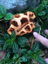 Clathrus ruber image