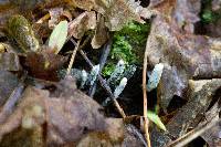 Xylaria polymorpha image