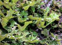 Lobaria pulmonaria image