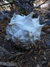 Calvatia sculpta image