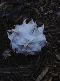 Calvatia sculpta image