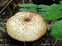 Polyporus squamosus image