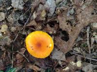 Amanita flavoconia image