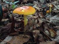 Amanita flavoconia image