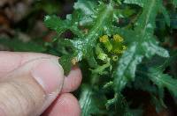 Puccinia lagenophorae image