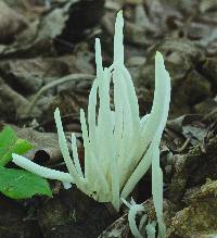 Clavaria fragilis image