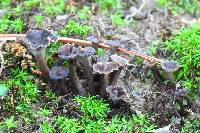 Pseudocraterellus subundulatus image