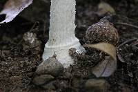 Amanita multisquamosa image