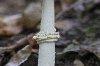 Amanita multisquamosa image