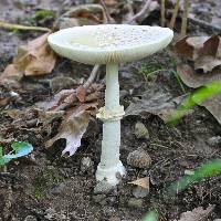 Amanita multisquamosa image