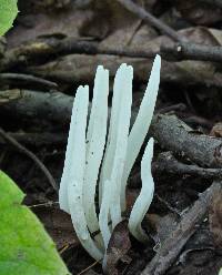 Clavaria fragilis image