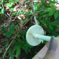 Amanita bisporigera image