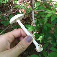 Amanita bisporigera image