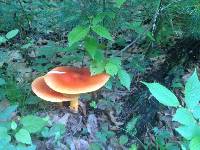 Amanita jacksonii image