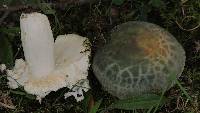 Russula virescens image