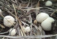 Lycoperdon perlatum image