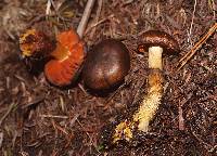 Image of Cortinarius splendidus