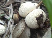 Lycoperdon perlatum image