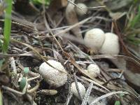 Lycoperdon perlatum image