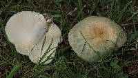 Russula virescens image