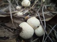 Lycoperdon perlatum image