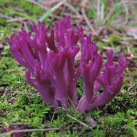 Clavaria zollingeri image