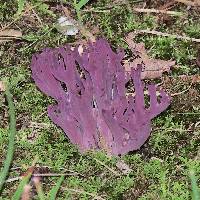 Clavaria zollingeri image