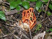 Clathrus ruber image