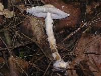 Lepiota clypeolaria image