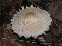 Lepiota clypeolaria image