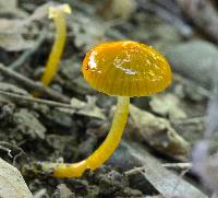 Hygrocybe psittacina var. psittacina image