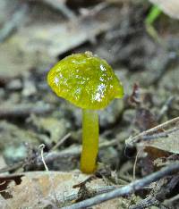 Hygrocybe psittacina var. psittacina image