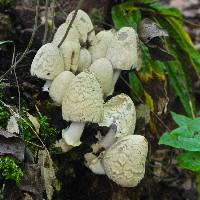 Coprinopsis variegata image