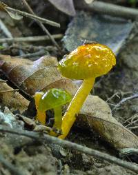 Hygrocybe psittacina var. psittacina image