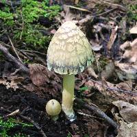 Coprinopsis variegata image