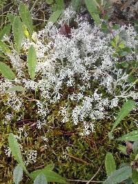 Cladonia rangiferina image