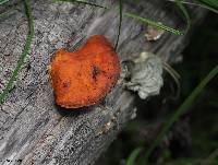 Pycnoporus cinnabarinus image