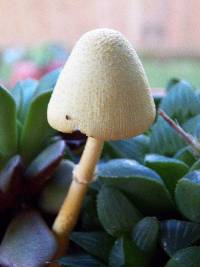 Leucocoprinus birnbaumii image