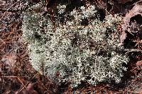 Cladonia rangiferina image