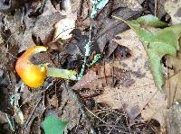 Amanita flavoconia image